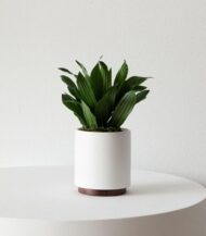 Dracaena Compacta