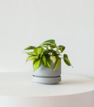 Philodendron Brasil - Image 3