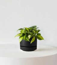 Philodendron Brasil - Image 4