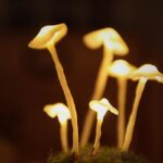 Enchanted Mushroom Lamp DIY Kit - Image 4