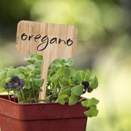 Blank Wooden Plant Label Signs - Image 3