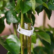 Plant Stalk Support Mounting Clip Set - Image 4