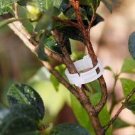Plant Stalk Support Mounting Clip Set - Image 5