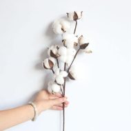 Cotton Stems - Image 2