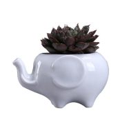 Ceramic Elephant Succulent Planter - Image 5