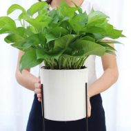 Self-Watering Planter with Iron Plant Stand - Image 3