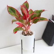 Self-Watering Planter with Iron Plant Stand - Image 4